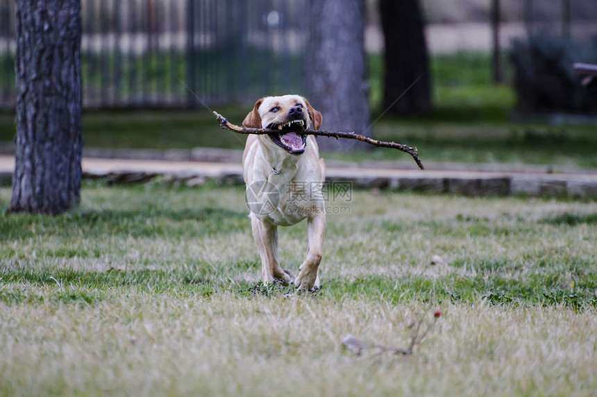 一只棕色拉布拉多犬在草丛中嘴里叼着一根棍子奔跑犬类实验室忠诚哺乳动物鼻子动物小狗巧克力猎犬家畜图片