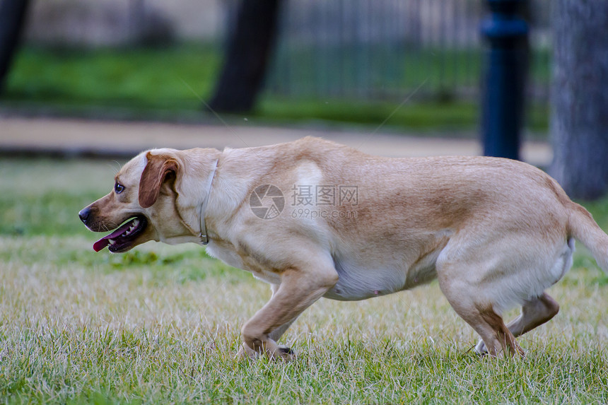 草原上的棕色拉布拉多小狗忠诚巧克力犬类宠物实验室鼻子猎犬家畜动物图片