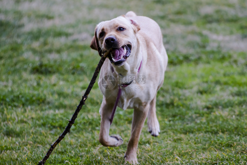 一只棕色拉布拉多犬在草丛中嘴里叼着一根棍子奔跑猎犬实验室小狗宠物哺乳动物巧克力鼻子忠诚动物家畜图片