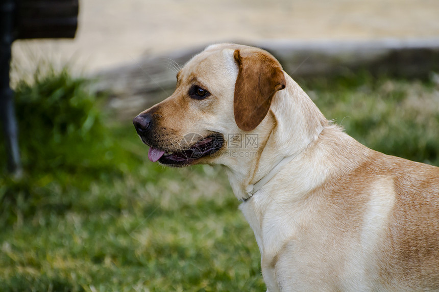 草原上的棕色拉布拉多鼻子忠诚哺乳动物犬类家畜动物小狗实验室巧克力宠物图片