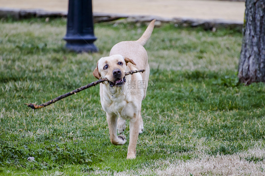 一只棕色拉布拉多犬在草丛中嘴里叼着一根棍子奔跑忠诚巧克力鼻子实验室猎犬家畜犬类哺乳动物小狗宠物图片