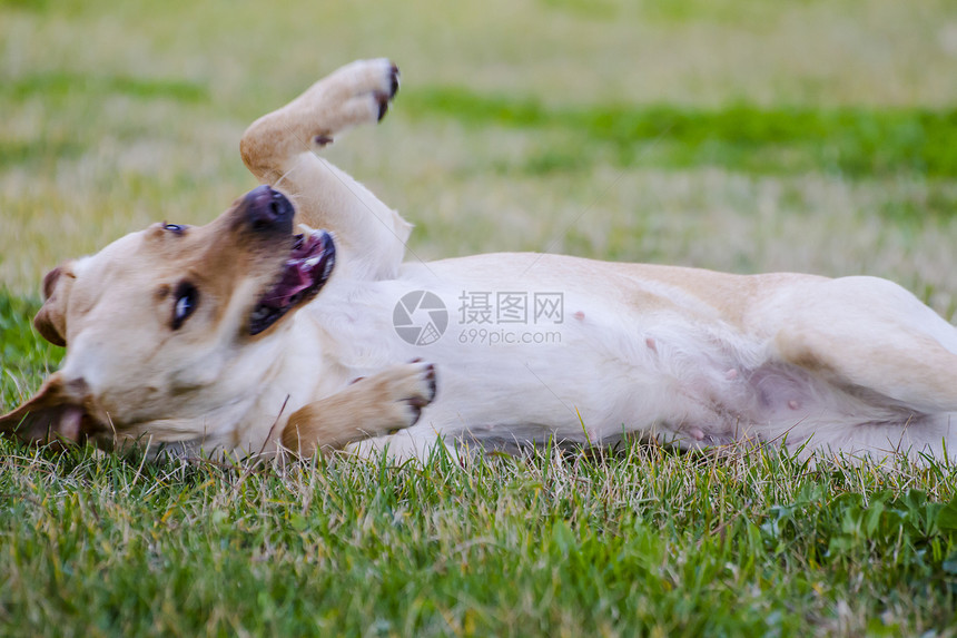草原上的棕色拉布拉多哺乳动物头发动物成人家庭舌头犬类小狗猎犬幸福图片