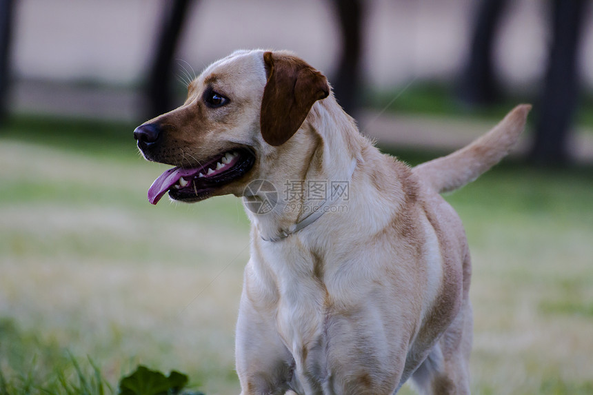 草原上的棕色拉布拉多快乐小狗幸福舌头血统实验室家庭工作室训练动物图片