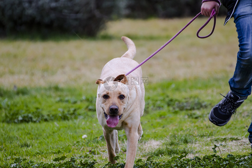 和一个男孩在草地上奔跑小狗家畜犬类猎犬实验室动物鼻子宠物忠诚巧克力图片