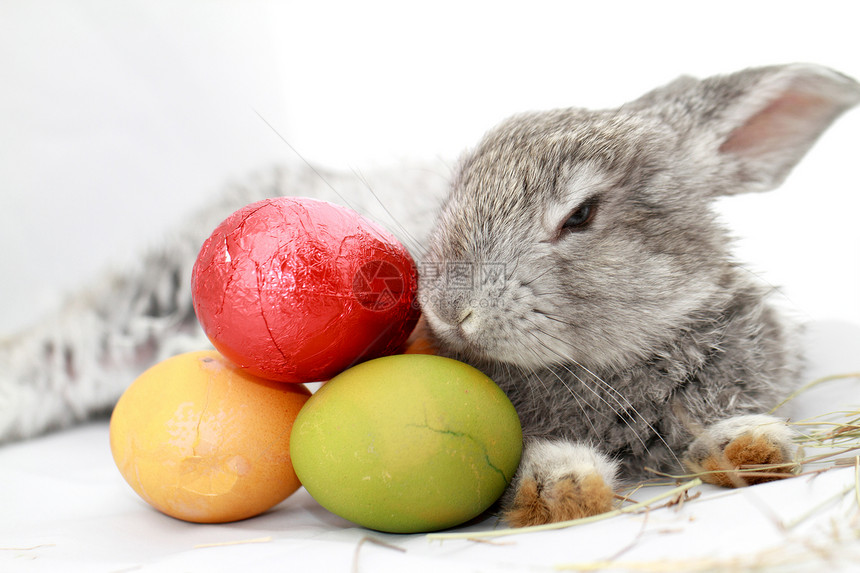 灰兔哺乳动物宠物灰色动物宏观荒野耳朵红色黄色野兔图片