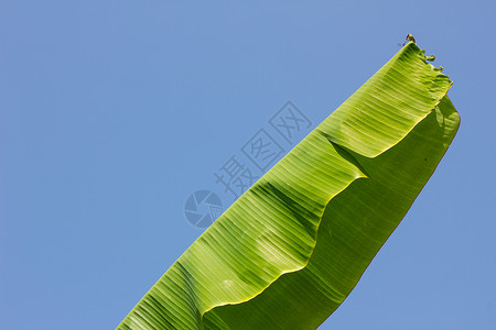 香蕉叶植物香蕉叶绿色生长香蕉热带环境植物叶子蓝色花园天空背景