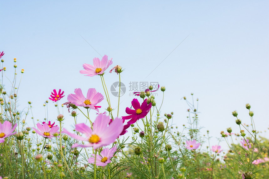 粉红花花花瓣绿色点燃粉色阳光蓝色宏观美丽白色植物图片
