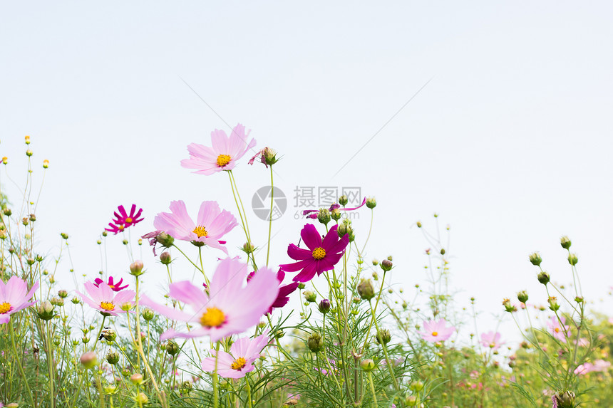 粉红花花植物粉色蓝色绿色白色点燃宏观阳光天空美丽图片