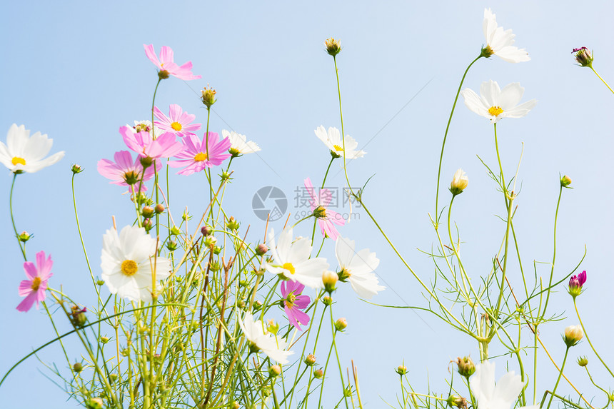 粉红花和白花绿色白色花瓣美丽阳光天空粉色宏观蓝色点燃图片