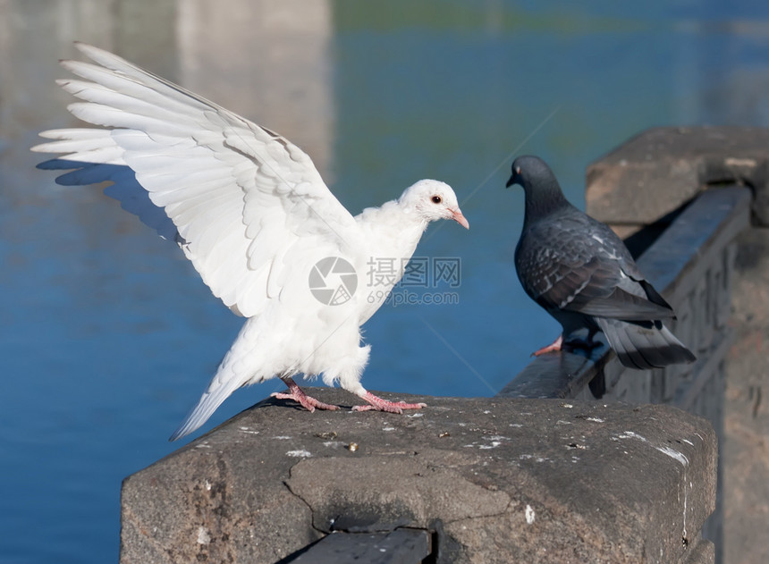 白鸽航班翅膀羽毛白色动物空气希望自由图片