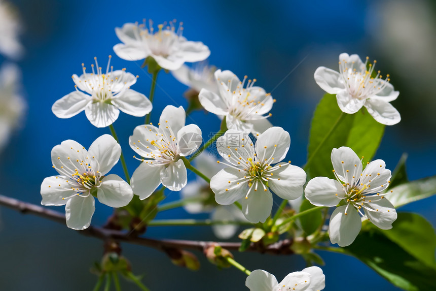 苹果花花宏观花园白色花瓣生长天空季节叶子绿色蓝色图片