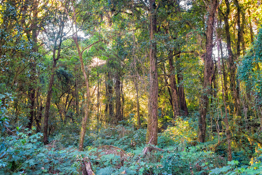 林中有树木的阳光风景森林叶子树干公园薄雾绿色射线晴天荒野图片