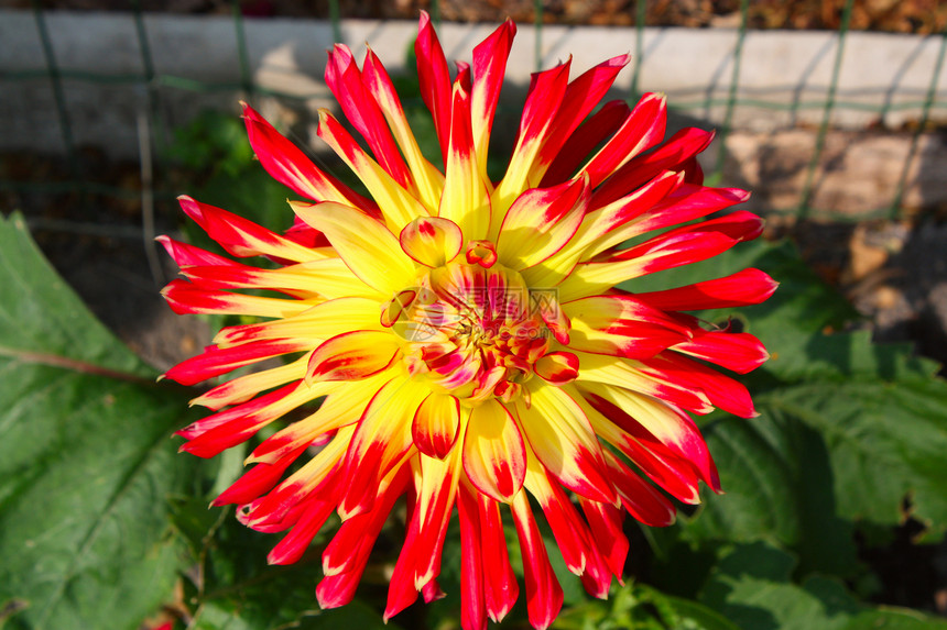 黄色 Dahlia 花朵园艺花园生长叶子中心花店植物群墙纸季节花瓣图片