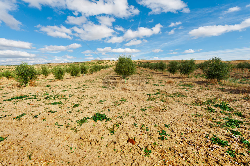 橄榄绿树林农业农田环境收成生态场地阴影国家植物蓝色图片