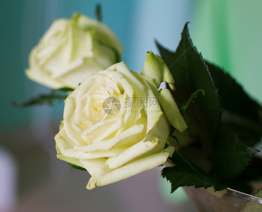 白玫瑰花花园摄影植物群黑色花朵花瓣玫瑰季节宏观图片