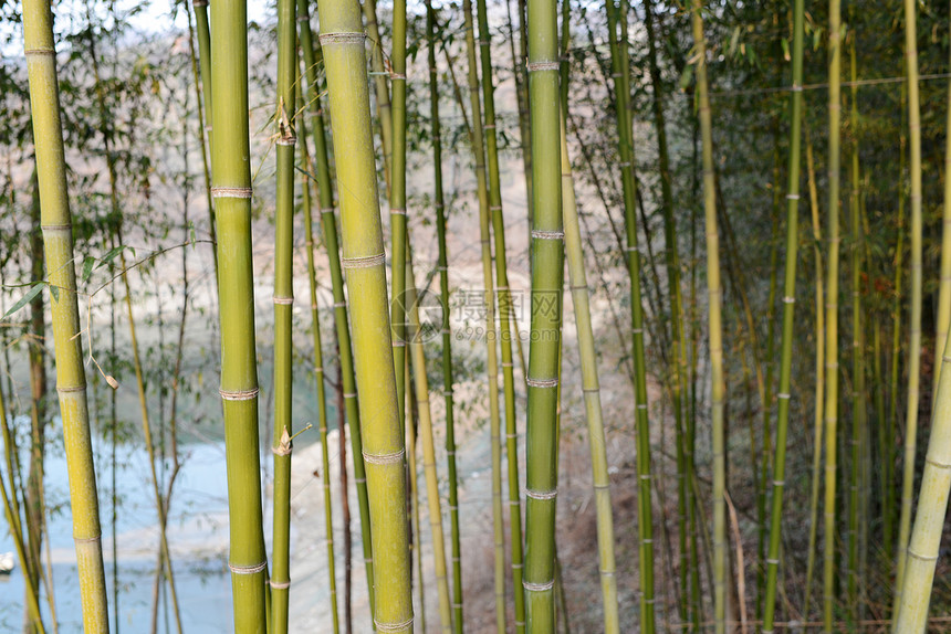 竹木林文化活力丛林植物生长叶子管道木头雨林竹子图片