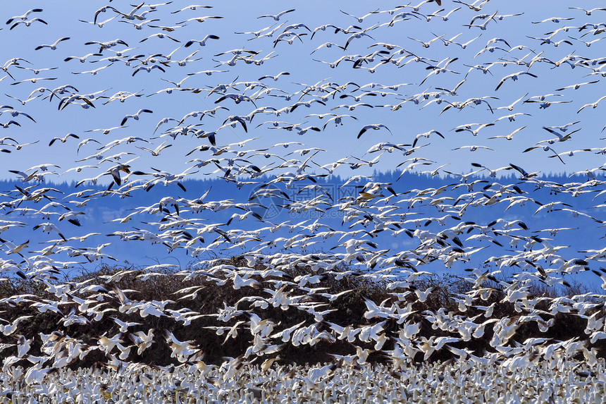 解除数以百计的雪地鹅飞上华盛顿公园编队环境鸟类荒野飞行团队动物羽毛阳光图片
