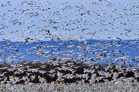 斯卡吉特县解除数以百计的雪地鹅飞上华盛顿公园编队环境鸟类荒野飞行团队动物羽毛阳光背景