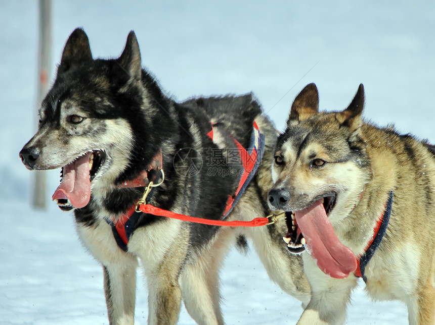 工作时的哈斯基雪橇狗队动物跑步竞赛哺乳动物荒野犬类鼻子速度运输雪橇图片