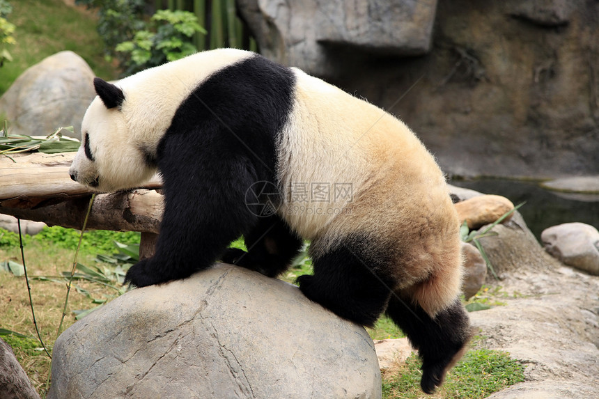 大熊猫荒野毛皮叶子动物园濒危食草木头动物哺乳动物食物图片