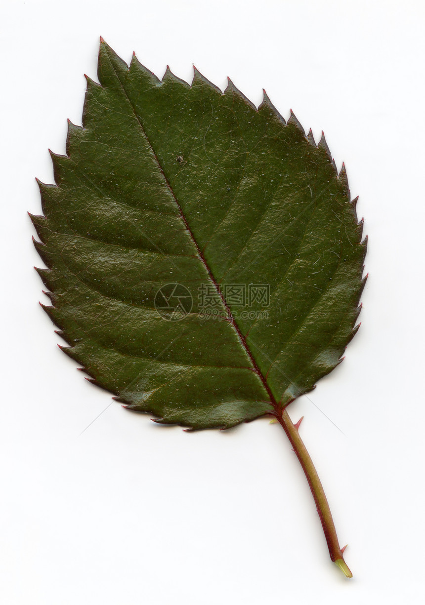 休假假期公园荒野桦木树叶落叶植物群藤蔓叶子植物学橡木图片