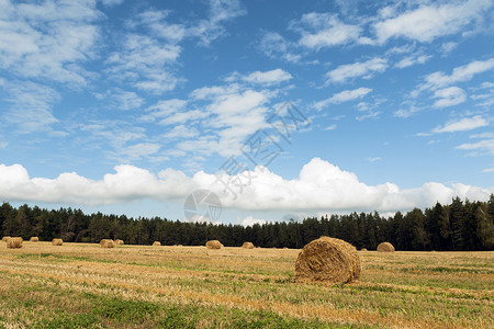 干草滚场地蓝色农业收成黄色背景图片