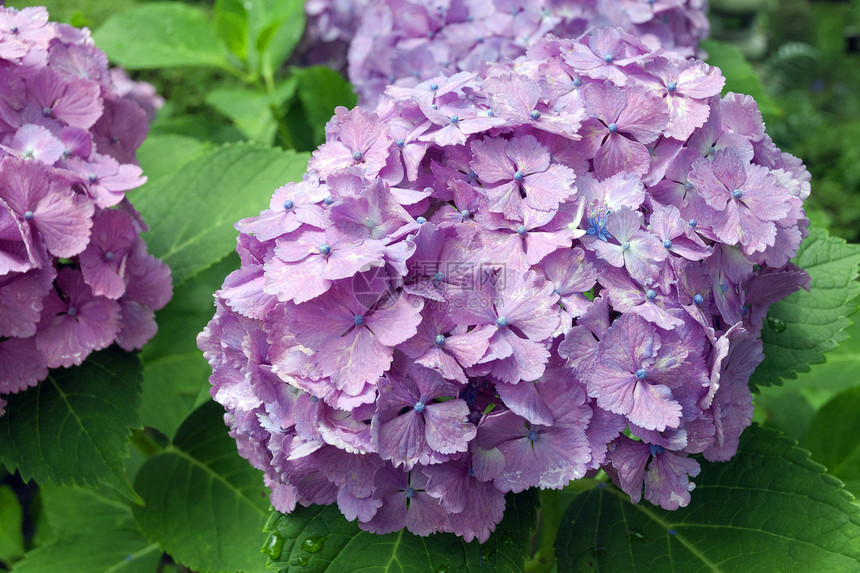 粉红色黑花色acolor粉色植物绿色植物群绣球花花瓣季节叶子花园图片