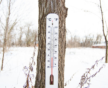 减低温度计挂在树上背景