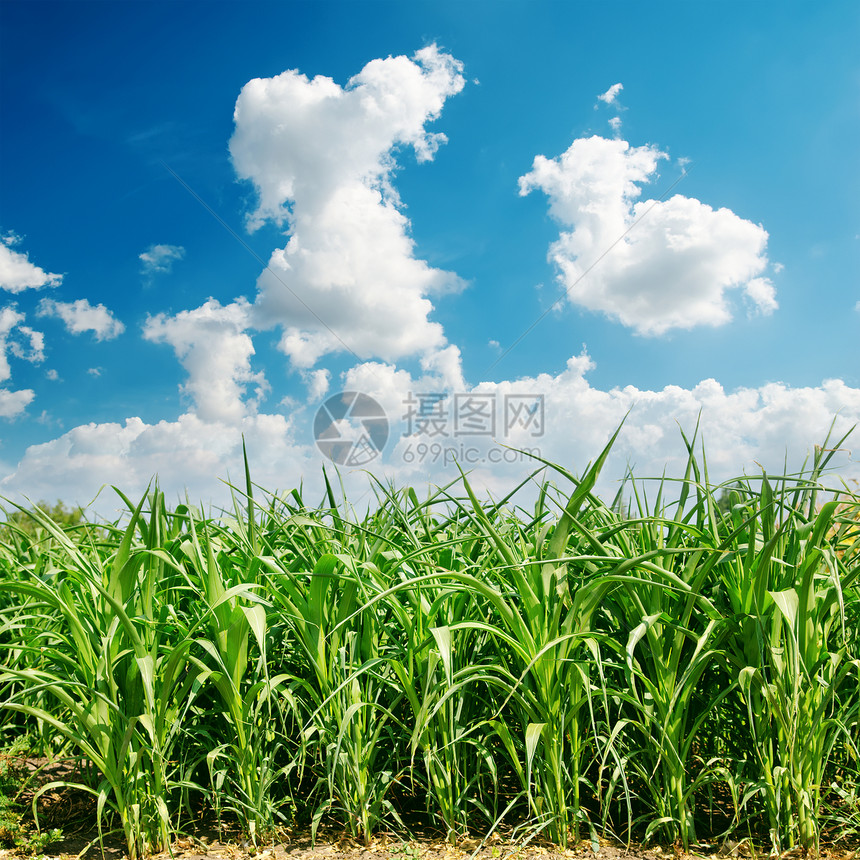 绿玉米田和云图片