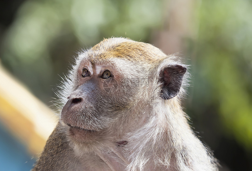 Macaque 猴子肖像特写图片