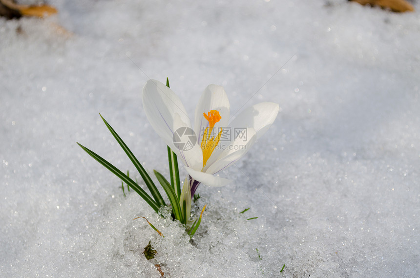 雪中紧紧的花朵 第一个标志春天图片