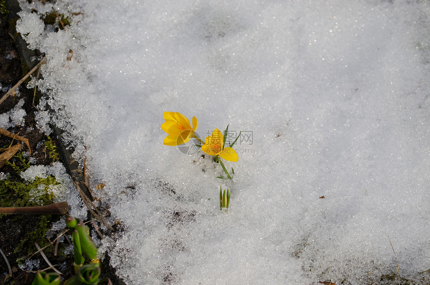 白雪包围着花朵的黄粉图片