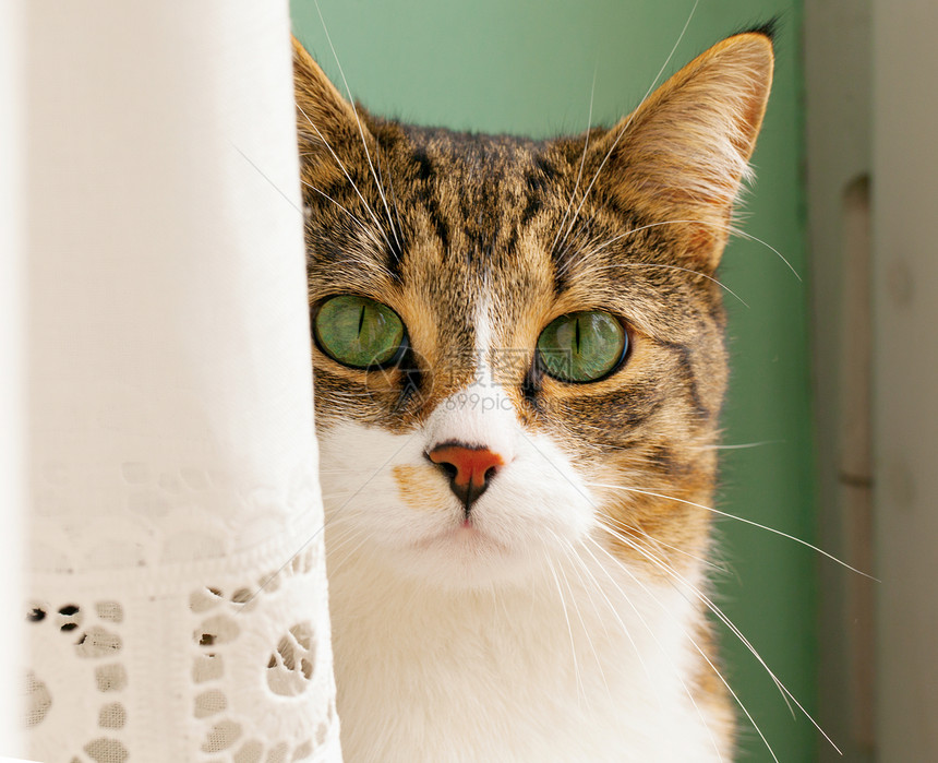隐藏猫猫动物帐篷眼睛头发好奇心小猫猫咪宠物盒子猫科图片