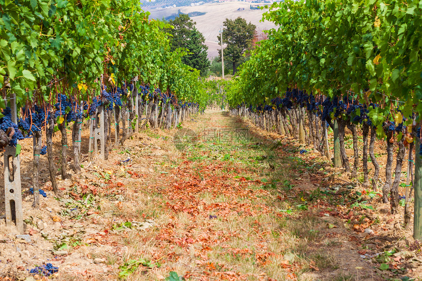 葡萄藤上成熟的葡萄串水果生长葡萄园园艺叶子美丽植物群阳光浆果酒厂图片