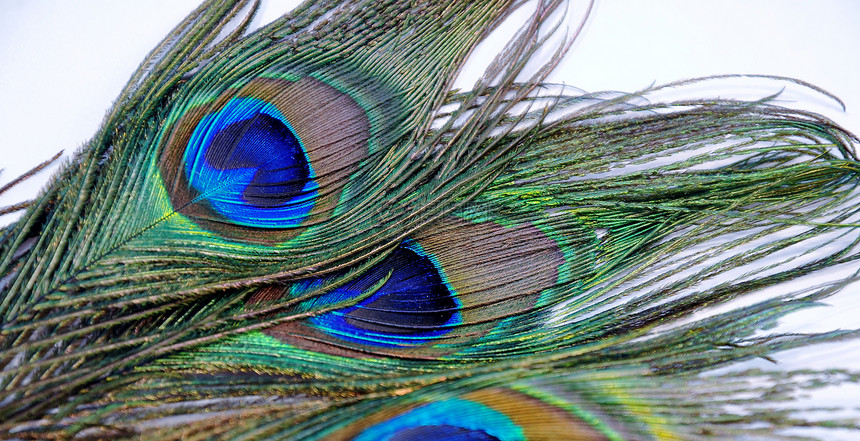 孔雀羽毛宏观情调异国眼睛活力黑色鸟类照片柔软度蓝色图片