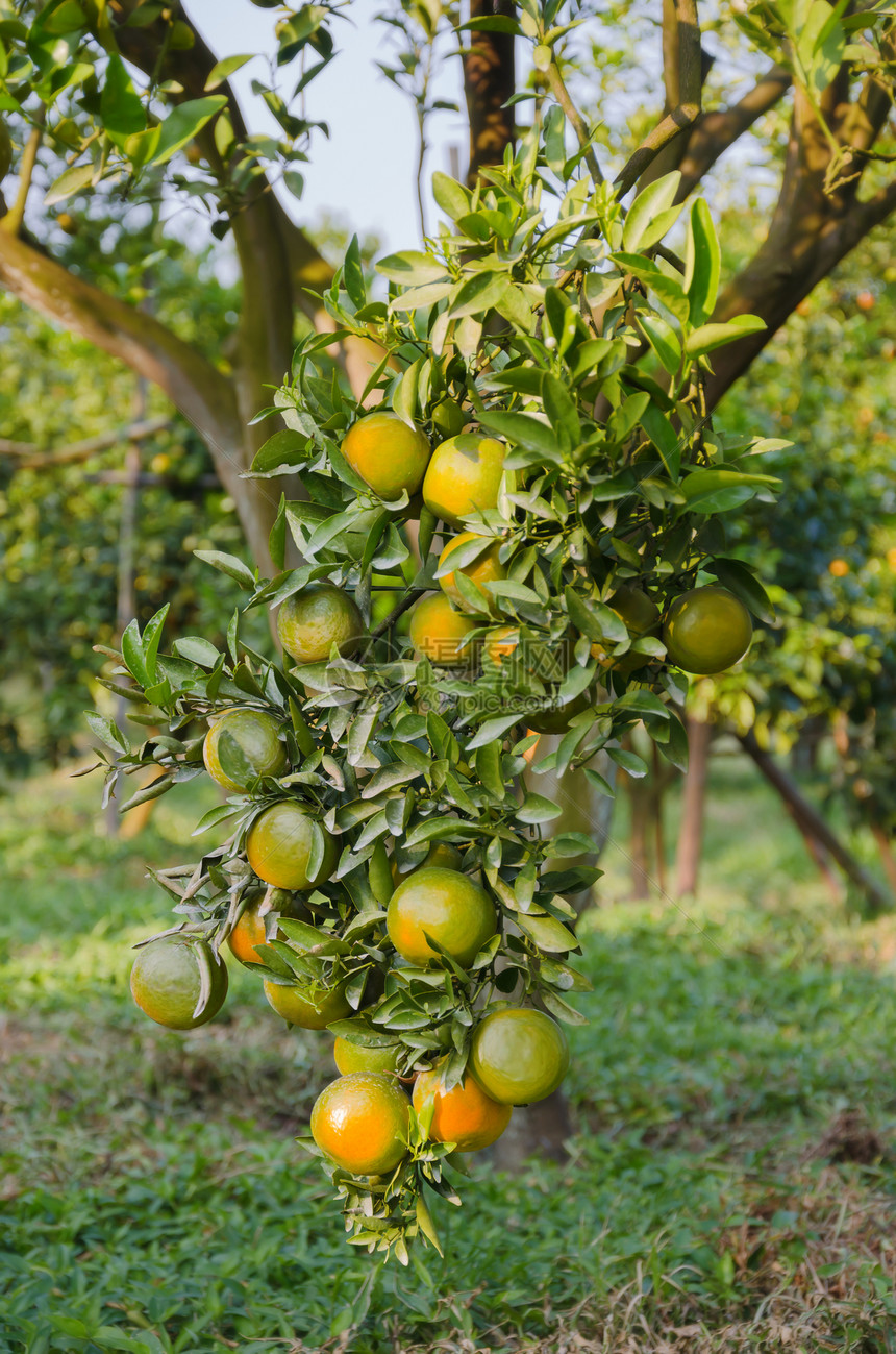 果实成熟的橙子树生长收成橙子果园团体叶子阳光绿色食物农场图片