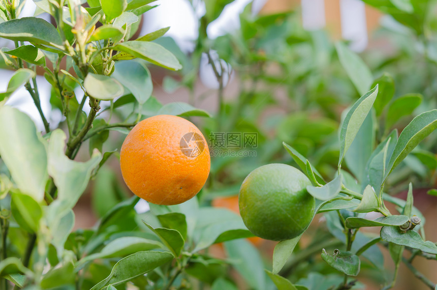 果实成熟的橙子树植物收成水果农场食物叶子绿色团体橙子果园图片