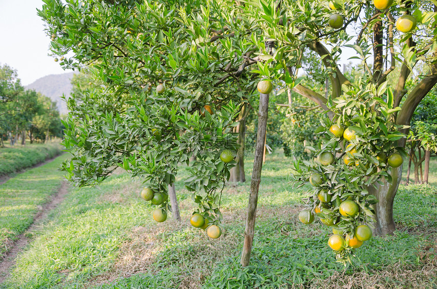 果实成熟的橙子树橙子果园叶子生长水果团体农场收成植物绿色图片