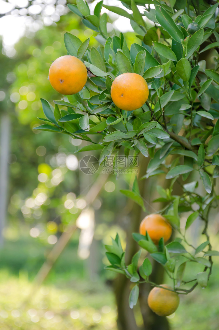 果实成熟的橙子树生长农场食物收成水果橙子绿色阳光果园植物图片
