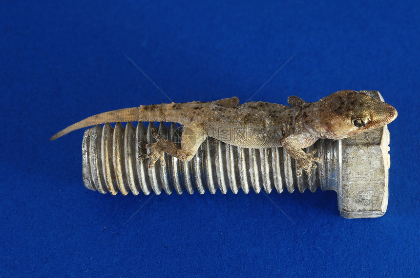 Gecko 利查德和螺丝情调爬行动物动物群脊椎动物爬虫工作室宏观叶子宠物皮肤图片