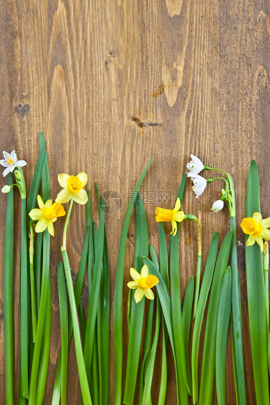 春季鲜花的背景背景水仙黄色树叶乡村水仙花花朵图片