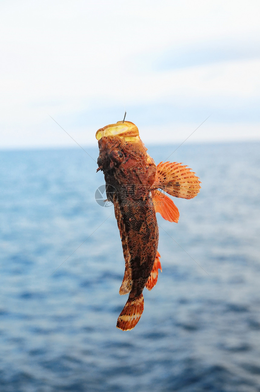 红礁海鱼海洋隐藏红鱼生态钩鱼远洋钓鱼石头热带危险图片