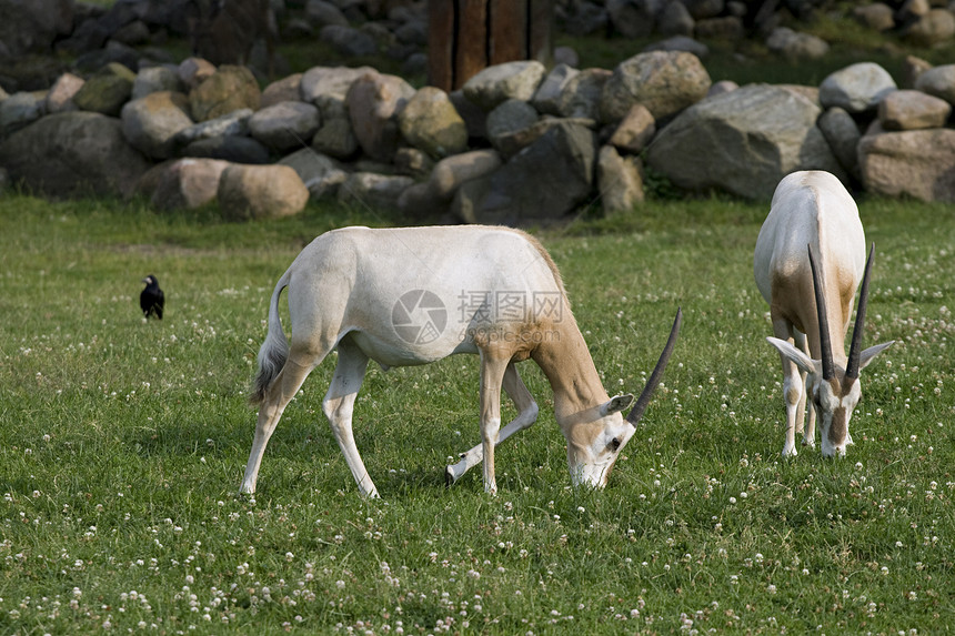 两只羚羊动物群牛角脊椎动物荒野草地面积食草棕色哺乳动物大草原图片