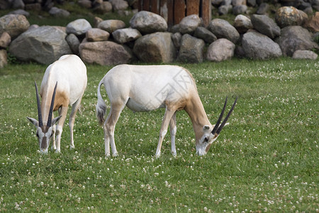 警惕中藏羚羊两只羚羊动物群水平脊椎动物棕色动物土地哺乳动物牛角野生动物荒野背景