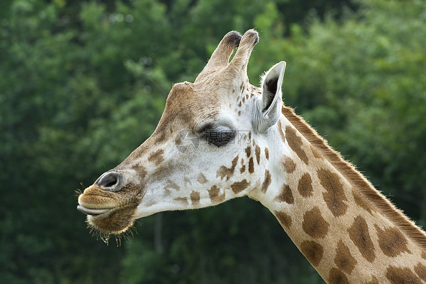 吉拉菲脖子动物好奇心动物园斑点优美哺乳动物棕色绿色高度图片