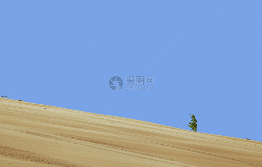 孤单在沙漠里种植植物晴天生长沙丘孤独气候生存场景阳光寂寞橙子图片
