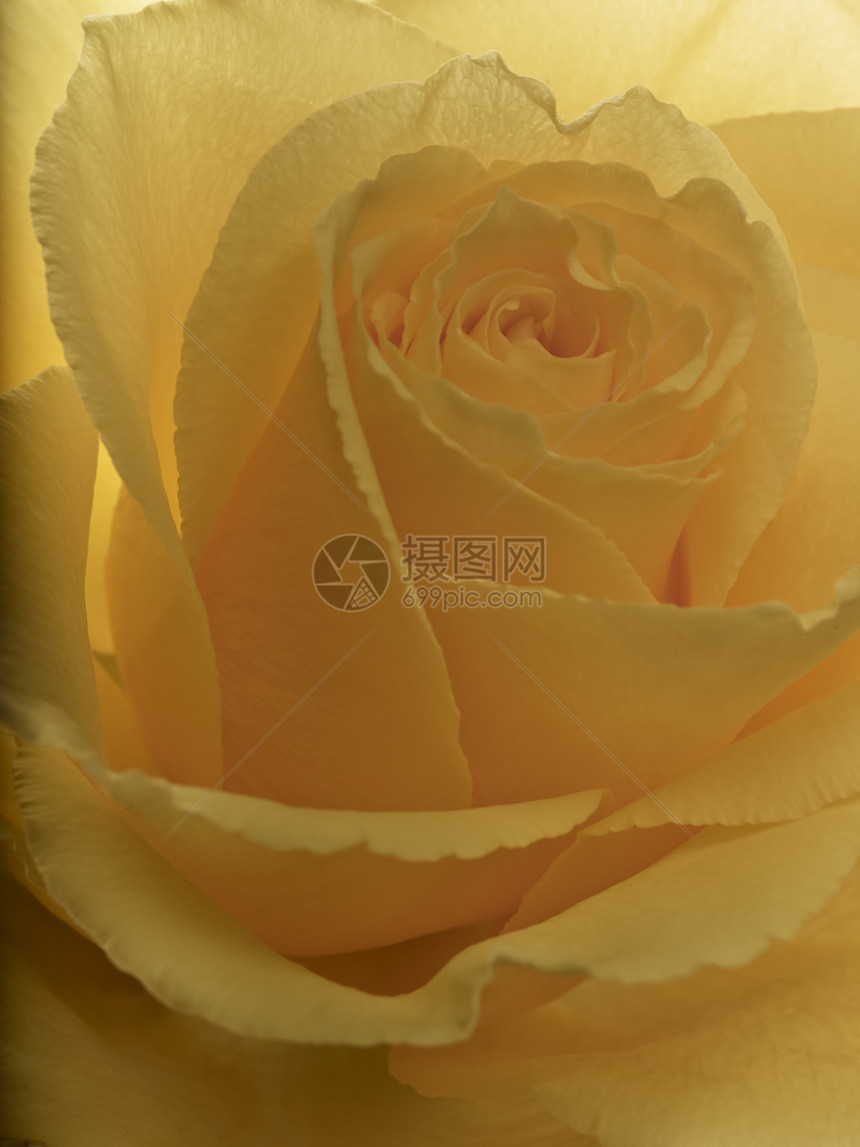 黄玫瑰花园周年纪念日植物婚礼宏观花瓣黄色植物群礼物图片
