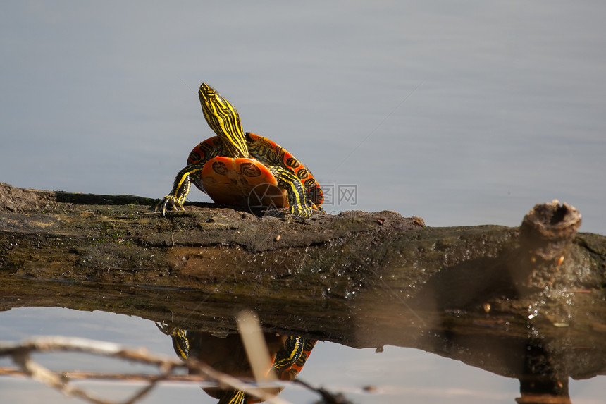 涂漆的海龟日晒植物野生动物动物树木爬虫螨科菊科爬行动物金藻动物群图片