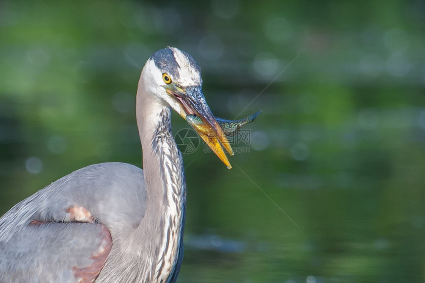 大蓝海隆捕捞食物蓝色水鸟动物苍鹭池塘荒野羽毛猎物钓鱼图片