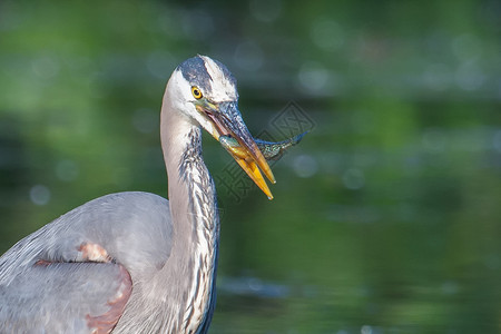 大蓝海隆捕捞食物蓝色水鸟动物苍鹭池塘荒野羽毛猎物钓鱼背景图片